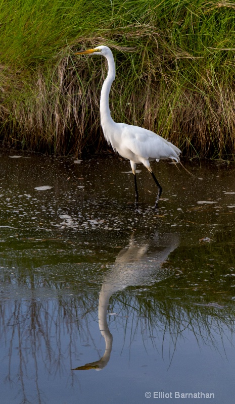 Great Egret - Chincoteague 50