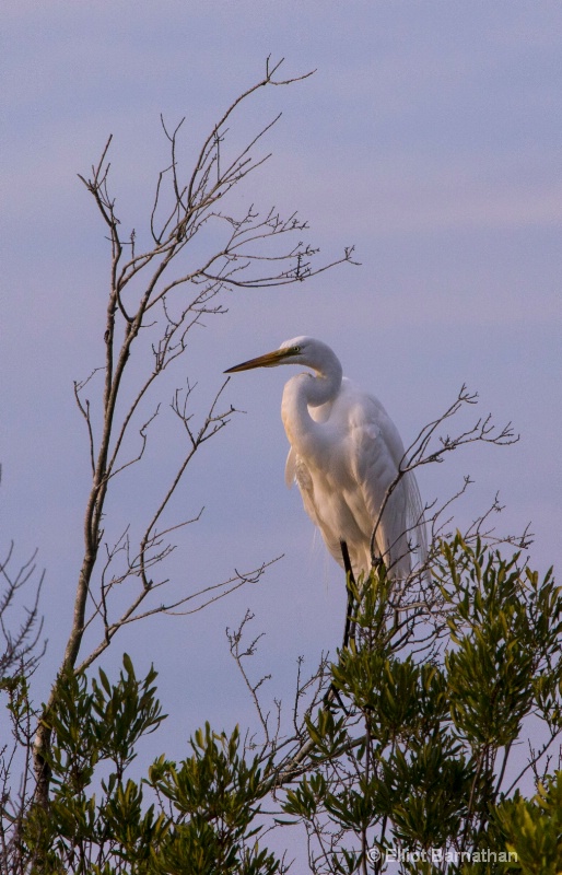 Great Egret - Chincoteague 49