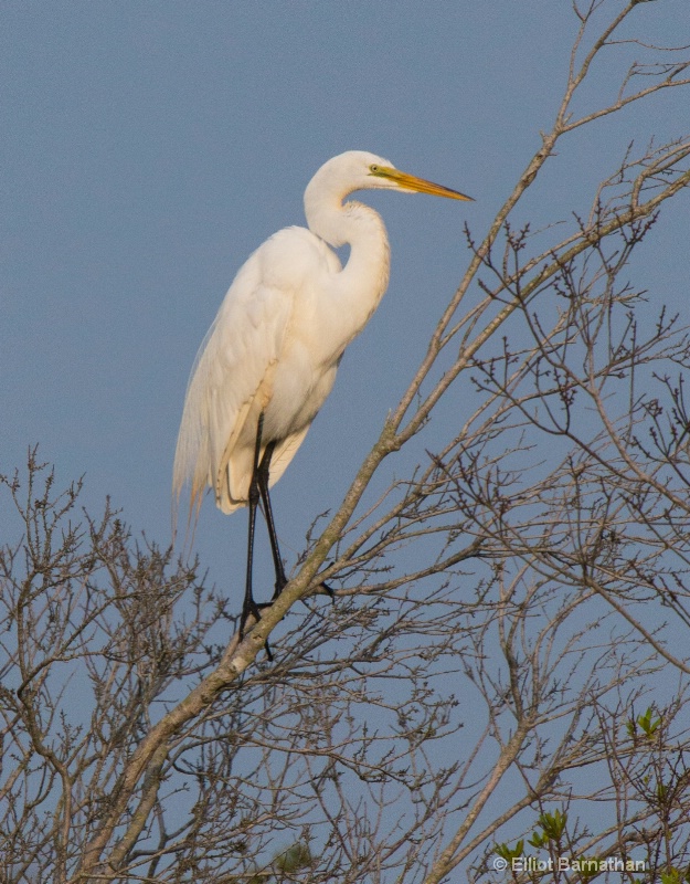 Great Egret - Chincoteague 48