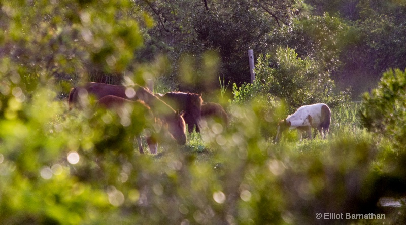 Chincoteague 47