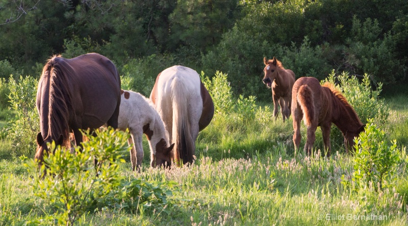 Chincoteague 46