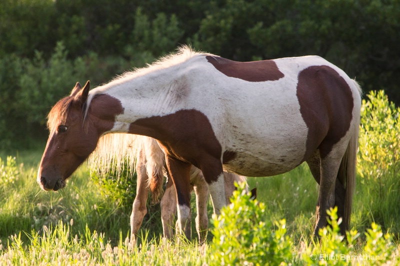 Chincoteague 45