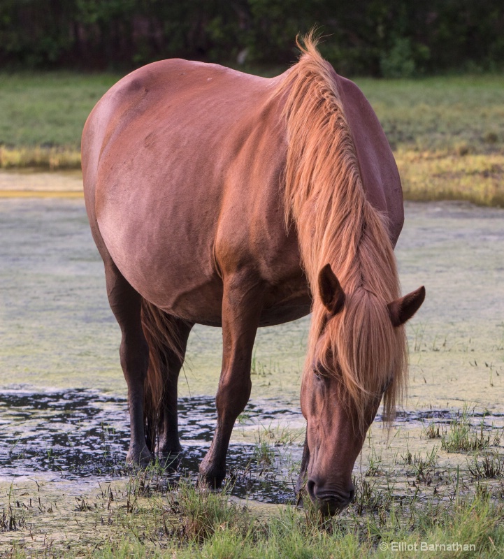 Chincoteague 44