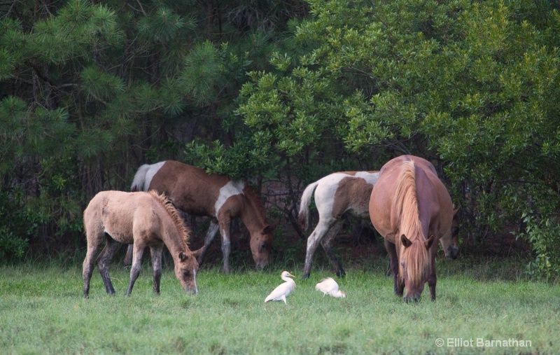 Chincoteague 43