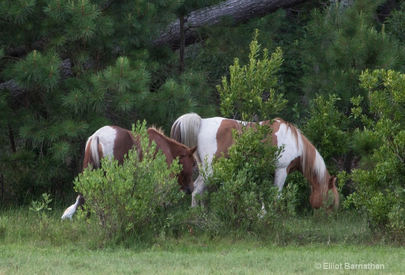 Chincoteague 42