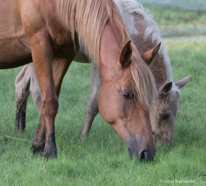 Chincoteague 41