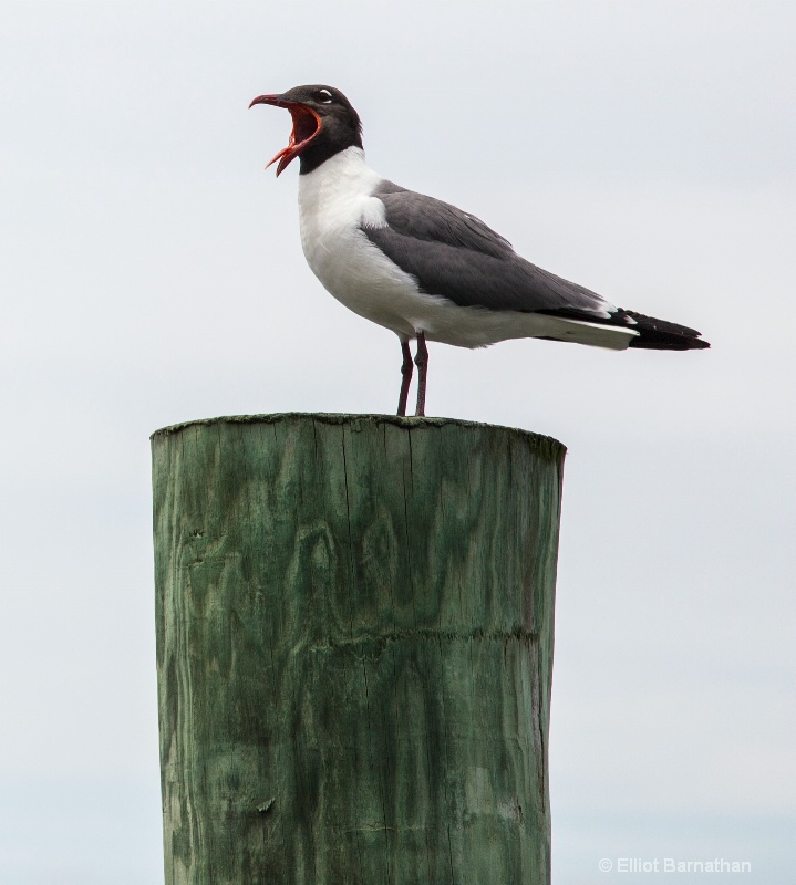 Laughing Gull (Larus atricilla) - Chincoteague 38