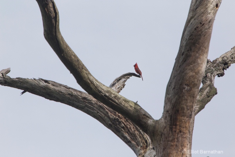 Chincoteague 35