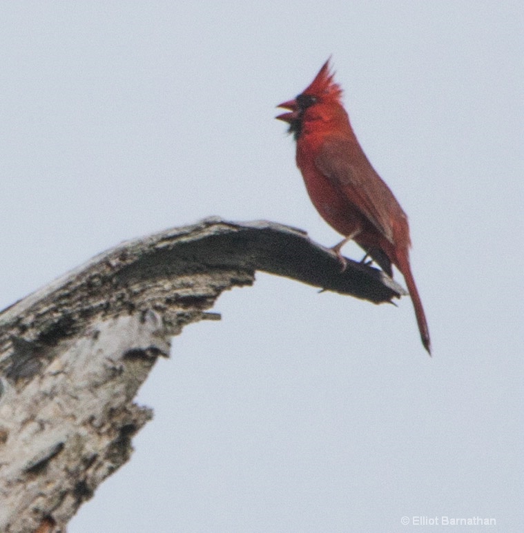 Chincoteague 34