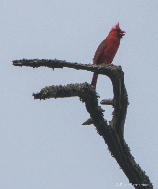 Chincoteague 33