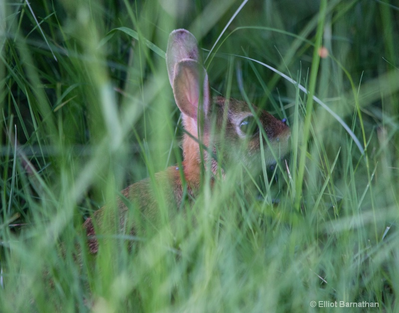 Chincoteague 31