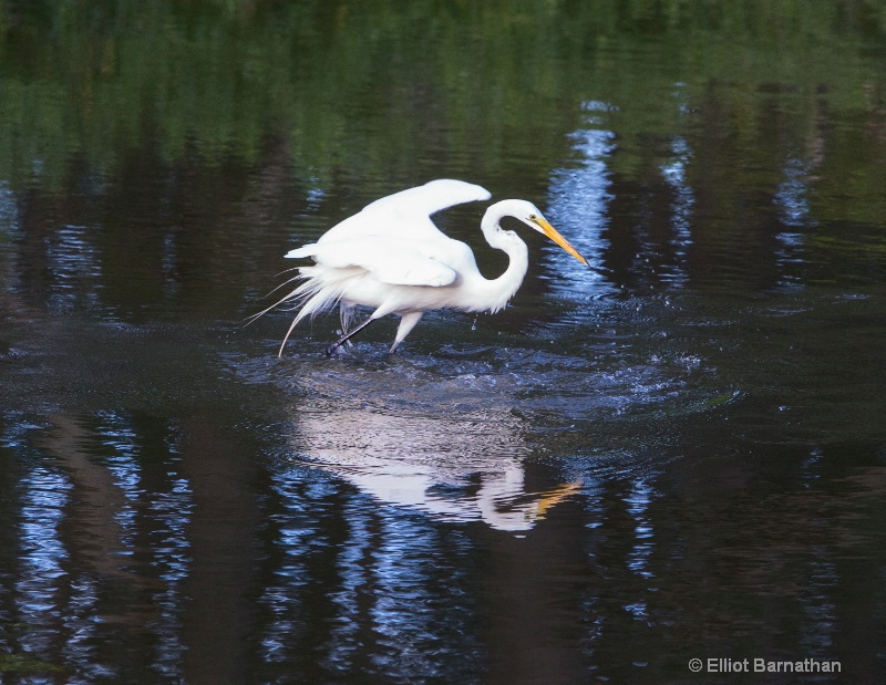 Great Egret - Chincoteague 30