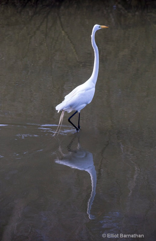 Great Egret - Chincoteague 29