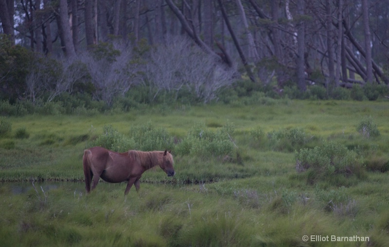 Chincoteague 28