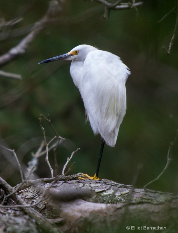 Snowy Egret - Chincoteague 27