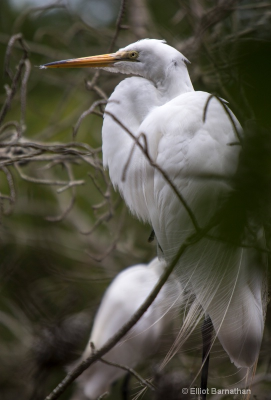 Great Egret - Chincoteague 26