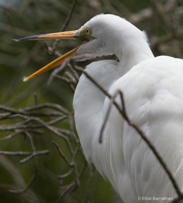 Great Egret - Chincoteague 25