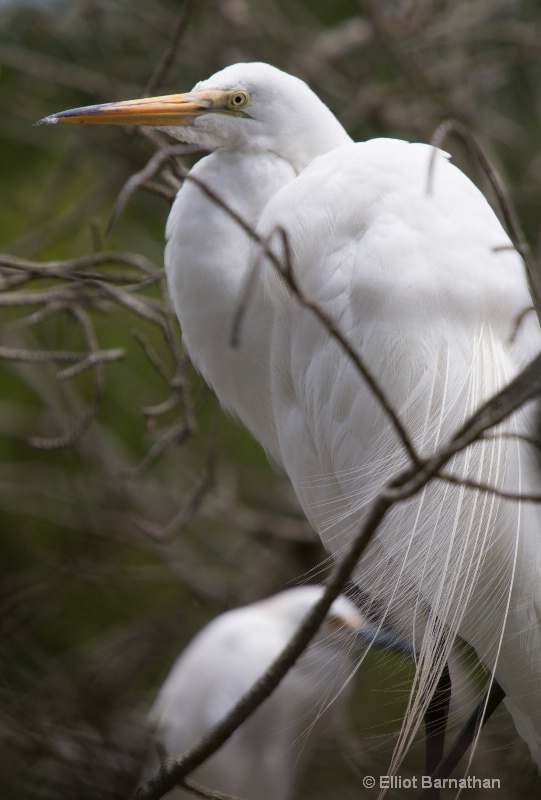 Great Egret - Chincoteague 24