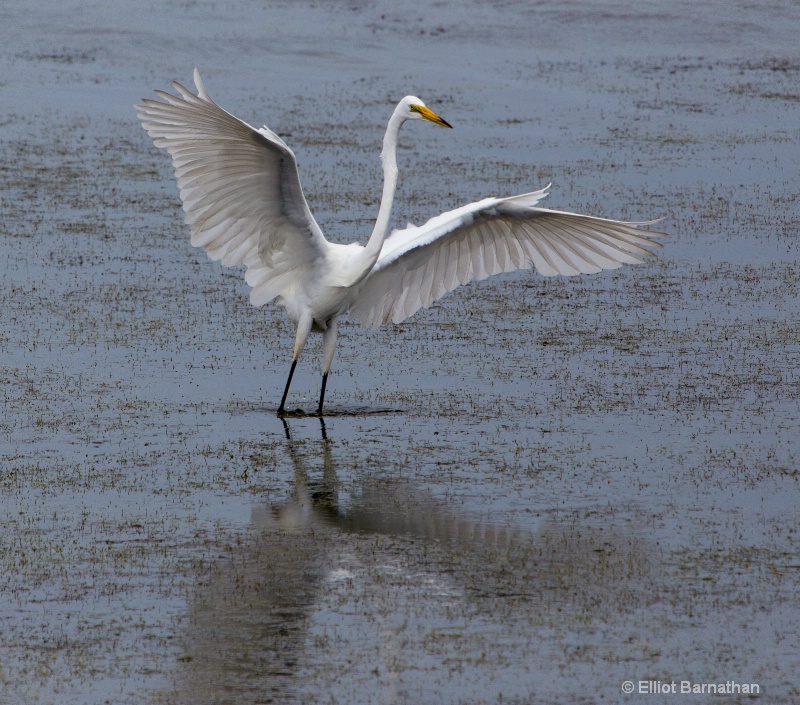 Great Egret - Chincoteague 23