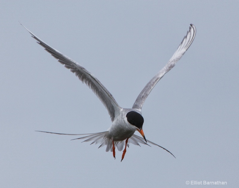 Common Tern (Sterna hirundo) - Chincoteague 22