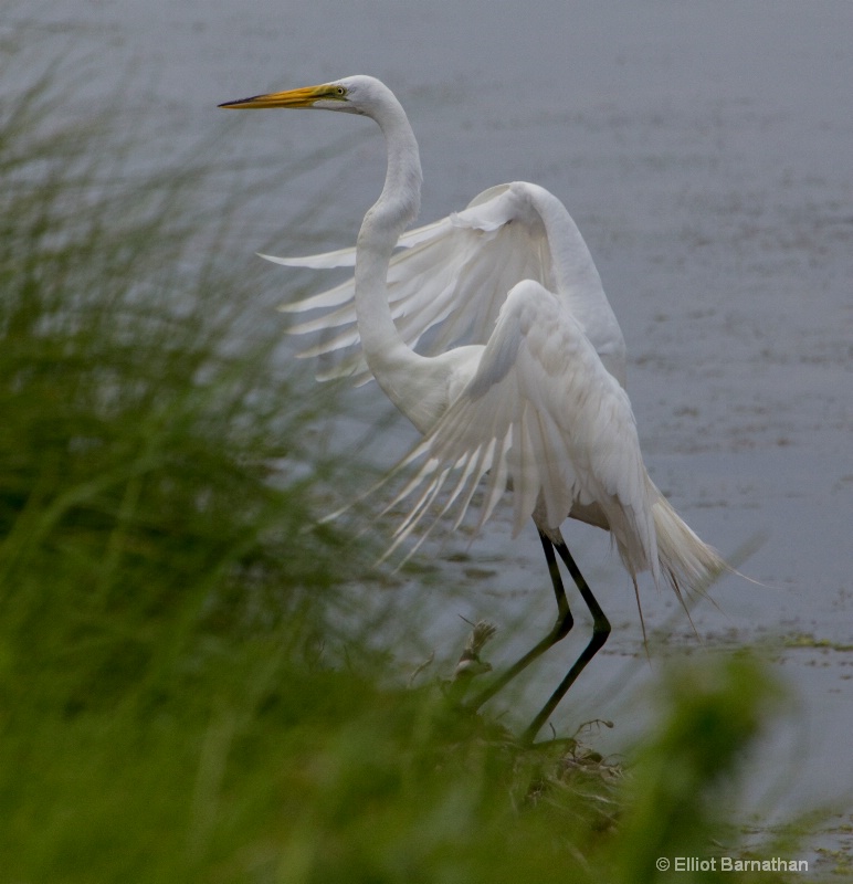 Great Egret - Chincoteague 21