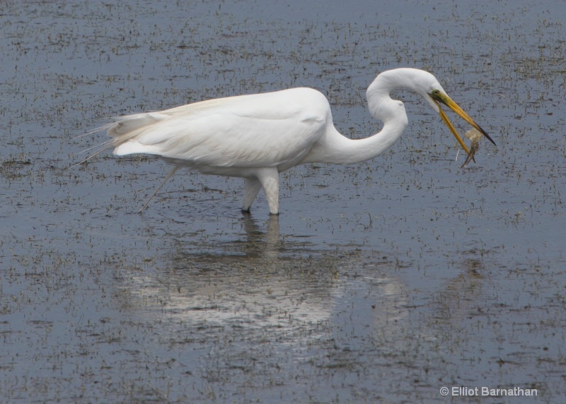 Great Egret - Chincoteague 19