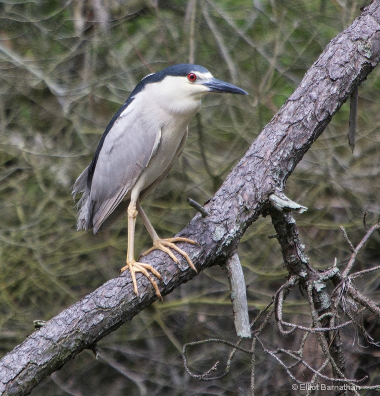 Black-crowned Night Heron - Chincoteague 18