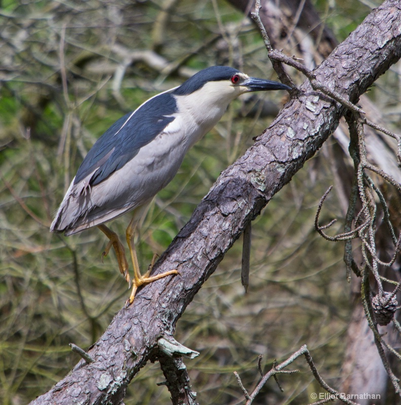 Black-crowned Night Heron - Chincoteague 17