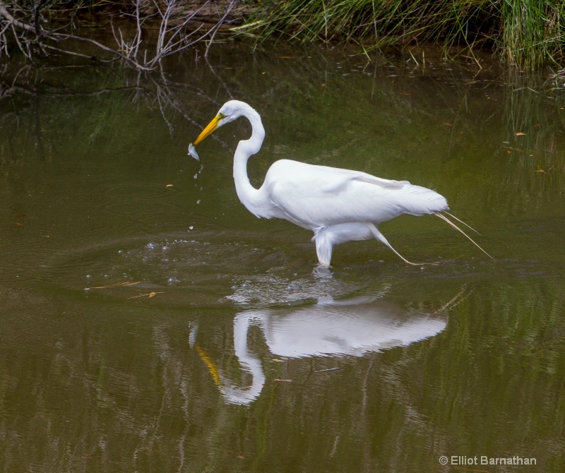 Great Egret - Chincoteague 16