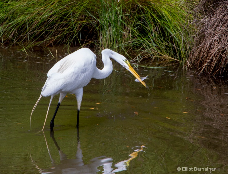 Great Egret - Chincoteague 15