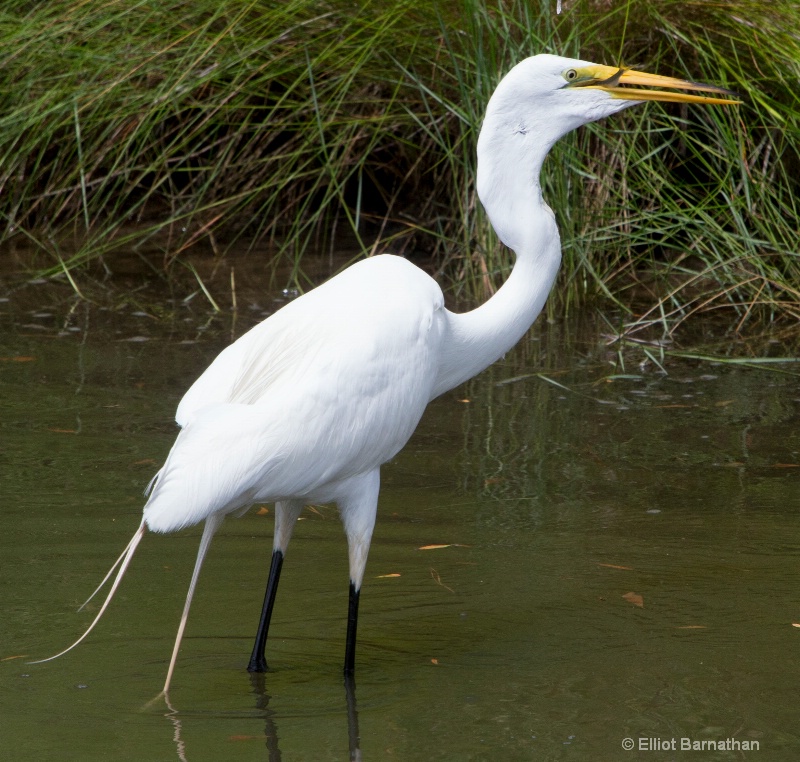 Great Egret - Chincoteague 14