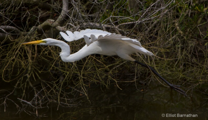 Great Egret - Chincoteague 13