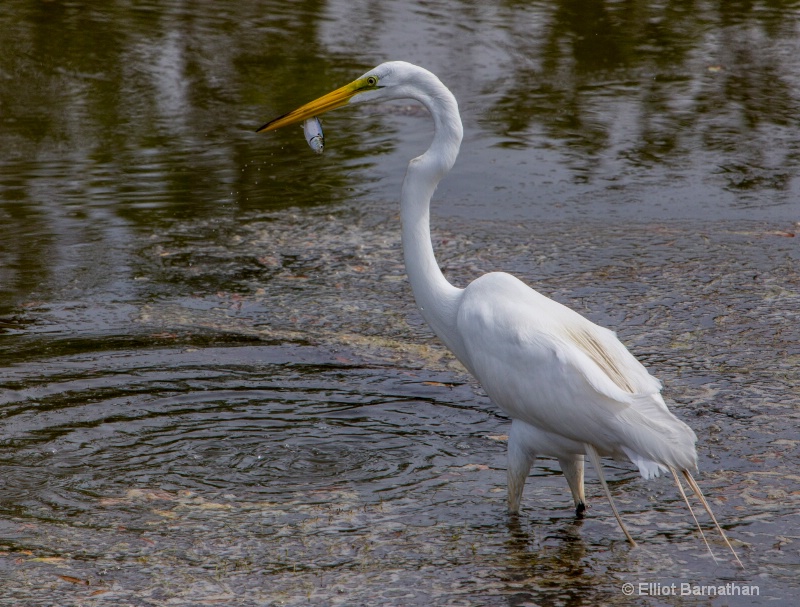 Great Egret - Chincoteague 12