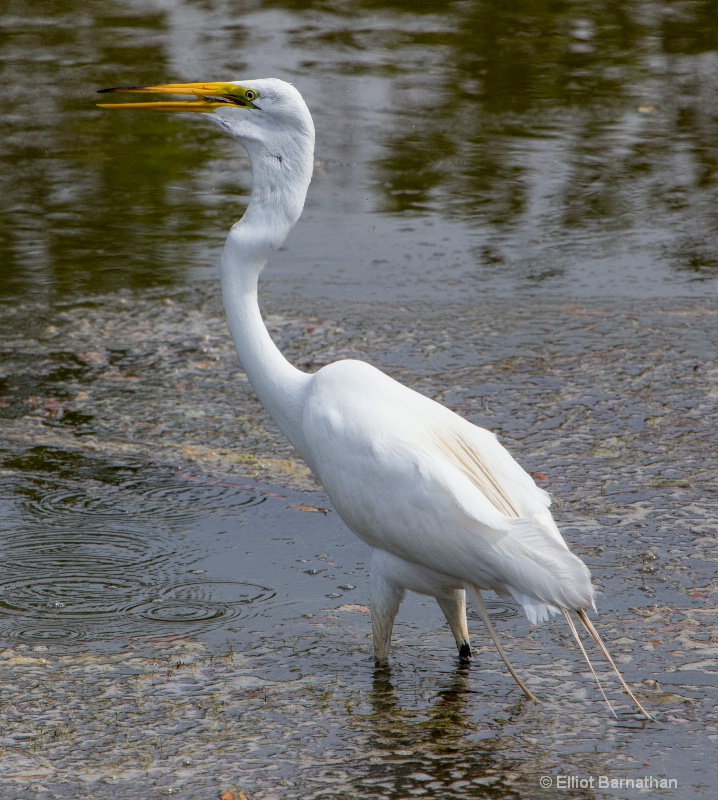 Great Egret - Chincoteague 11