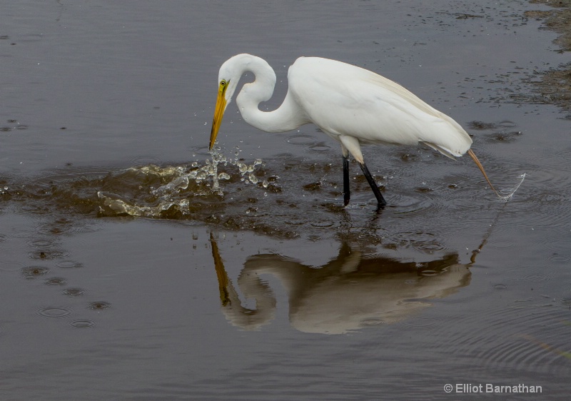 Great Egret - Chincoteague 10