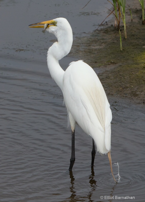 Great Egret - Chincoteague 9