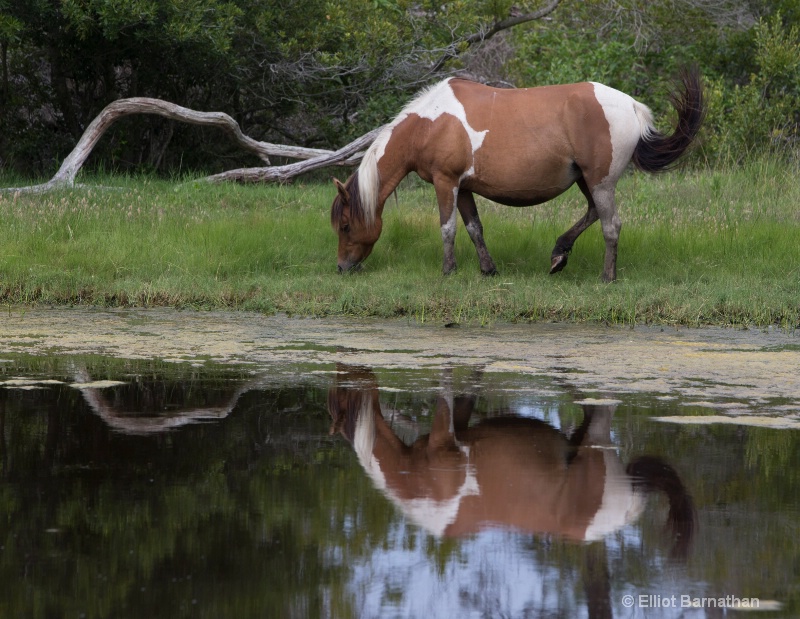 Chincoteague 8