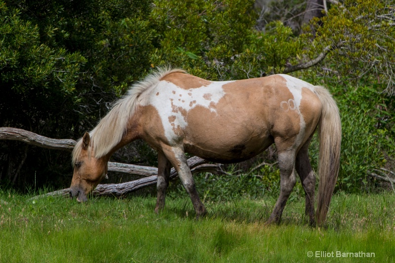 Chincoteague 7