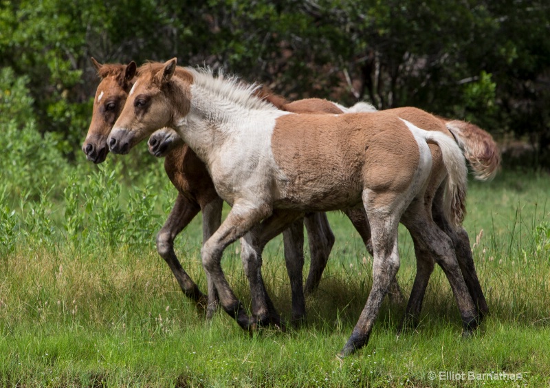 Chincoteague 4