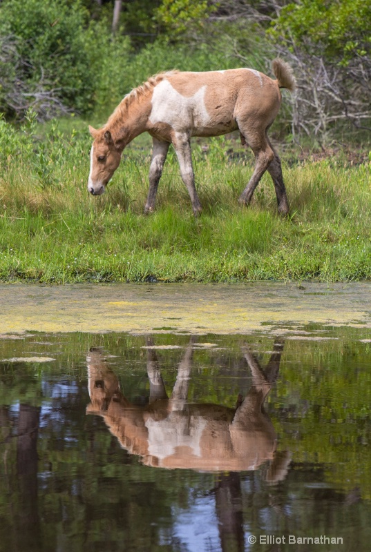 Chincoteague 3