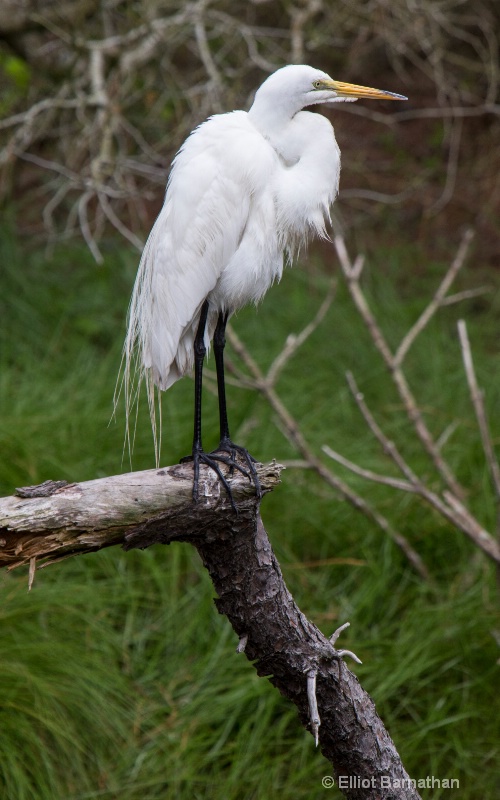 Great Egret - Chincoteague 2