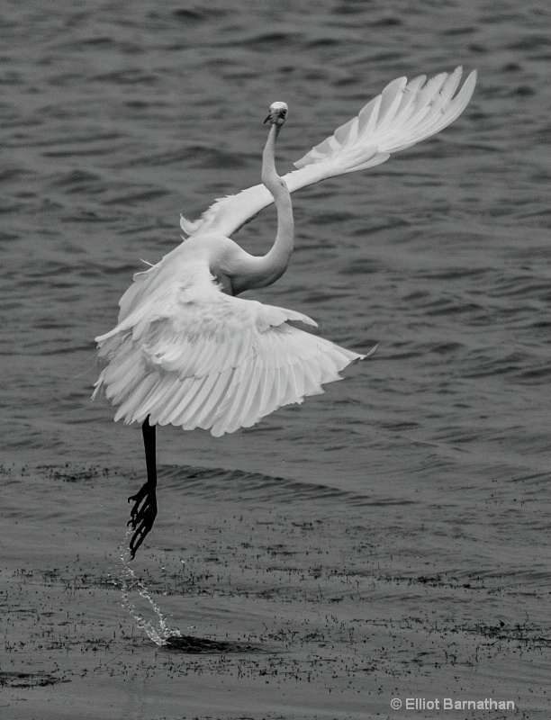 Great Egret Ballet - Chincoteague 77