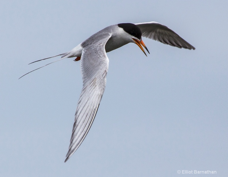 Common Tern (Sterna hirundo) - Chincoteague 76