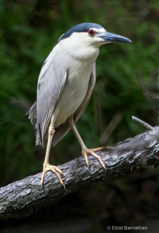 Black-crowned Night Heron - Chincoteague 75