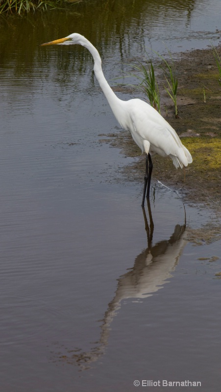 Great Egret - Chincoteague 74