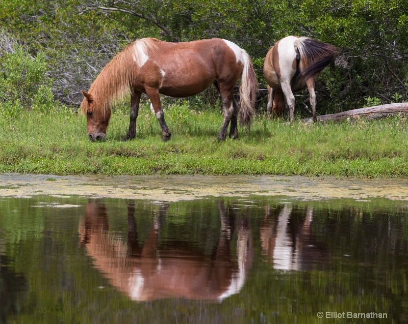 Chincoteague 73