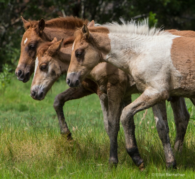 Chincoteague 72