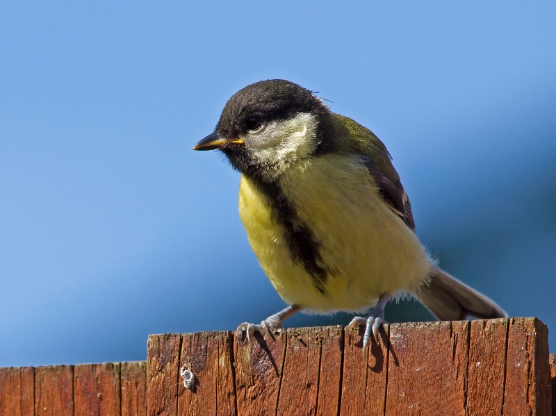 great tit