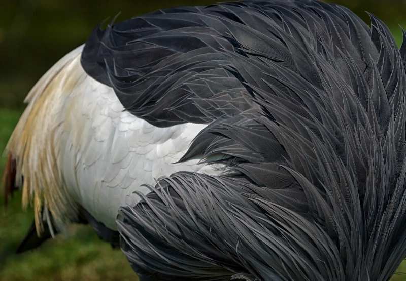 crane detail