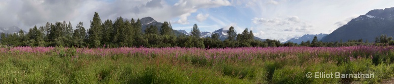 Alaskan Wildflowers 5